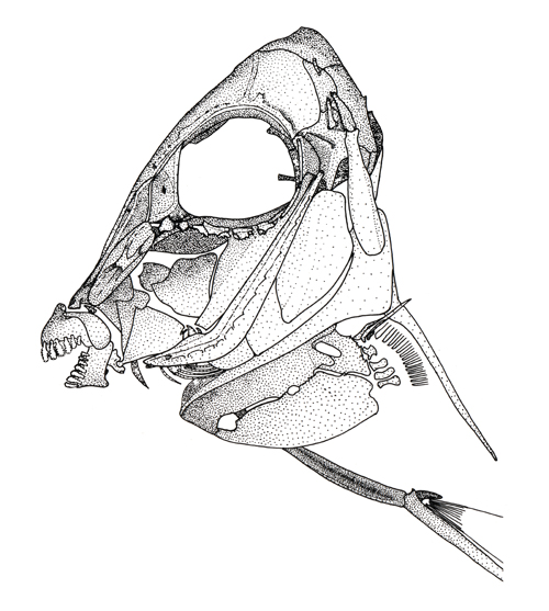 Crâne d'Acanthuridae (<em>Acanthurus triostegus</em>)