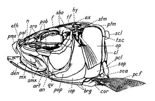 Crâne de Clupeidae (<em>Sardinops caerulea</em>)