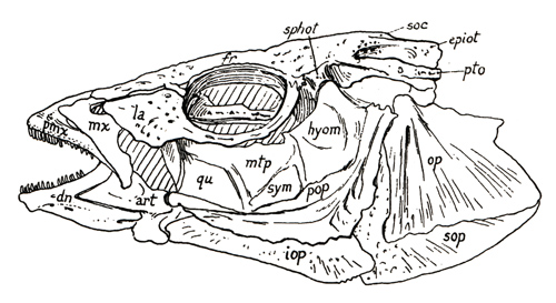 Crâne d'Eleginopsidae (<em>Eleginops maclovinus</em>)