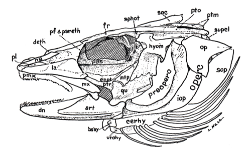 Crâne de Gadidae (<em>Gadus sp.</em>)