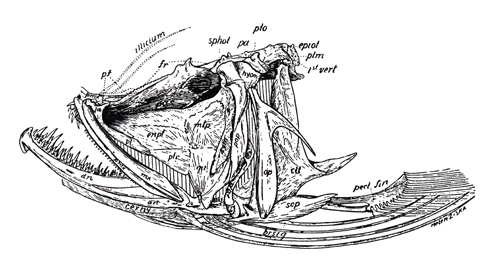 Skull of Lophiidae (<em>Lophius piscatorius</em>)