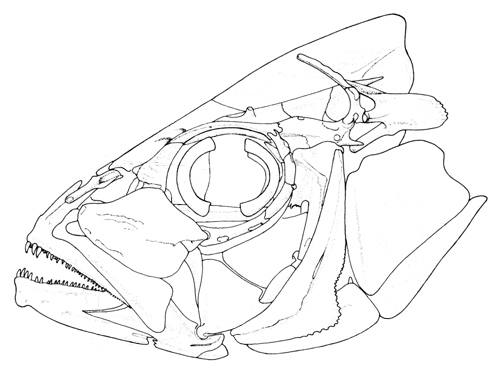 Crâne de Lutjanidae (<em>Lutjanus guttatus</em>)