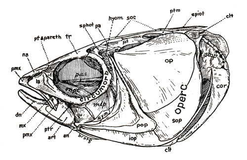 Crâne de Mugilidae (<em>Mugil cephalus</em>)