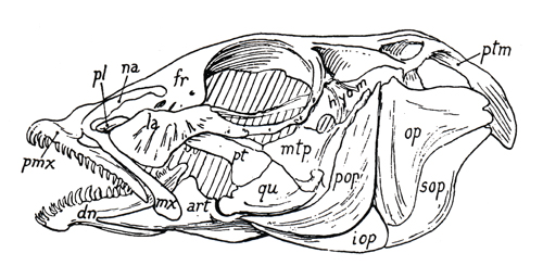 Crâne de Pinguipedidae (<em>Pinguipes sp.</em>)