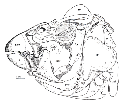 Skull of Scaridae (<em>Scarus hoefleri</em>)