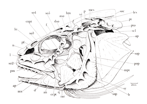 Skull of Sciaenidae (<em>Sciaenops ocellatus</em>)