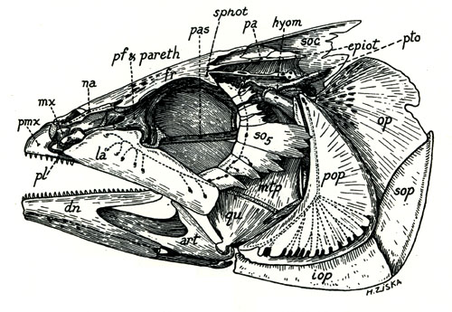 Crâne de Scombridae (<em>Scomber sp.</em>)
