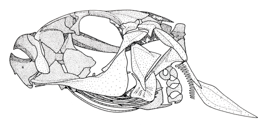 Crâne de Tetraodontidae (<em>Sphoeroides pachygaster</em>)