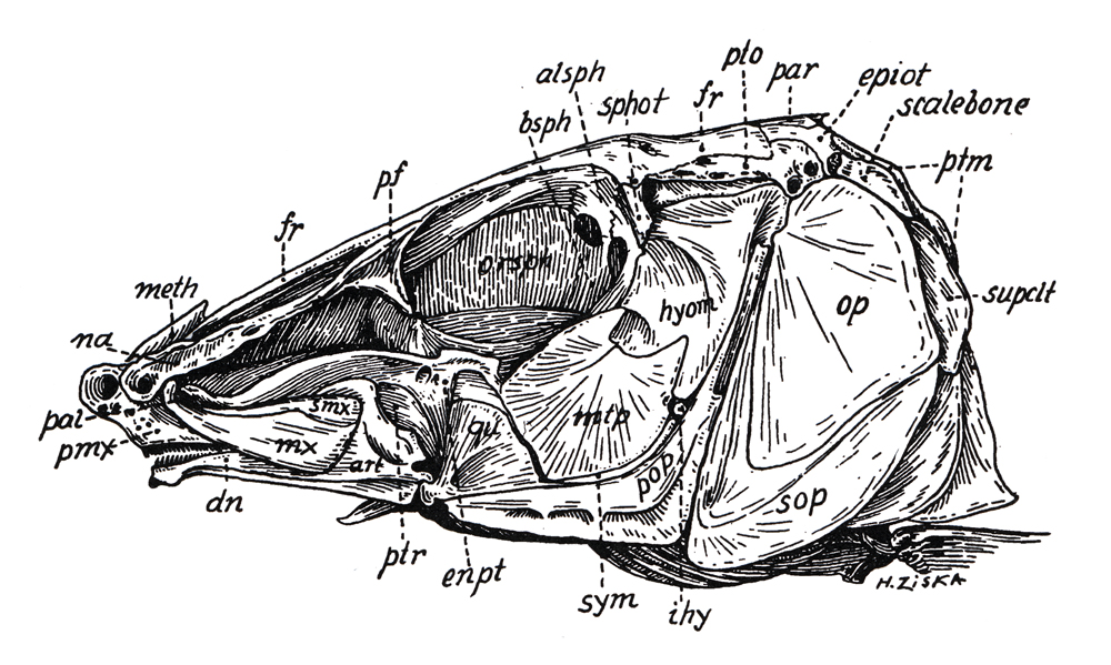Crâne d'Albulidae (<em>Albula vulpes</em>)