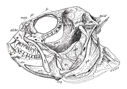 Crâne d'Anarhichadidae (<em>Anarhichas lupus</em>)