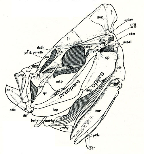 Skull of Carangidae (<em>Selene vomer</em>)