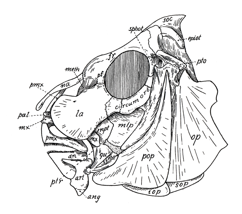 Skull of Cheilodactylidae (<em>Cheilodactylus spectabilis</em>)