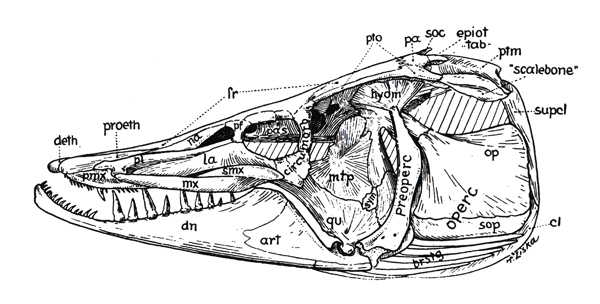 Crâne d'Esocidae (<em>Esox masquinongy</em>)
