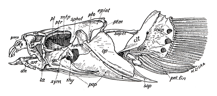 Skull of Gobiesocidae (<em>Gobiesox nudus</em>)