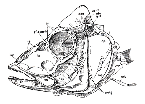 Crâne d'Haemulidae (<em>Haemulon sp.</em>)