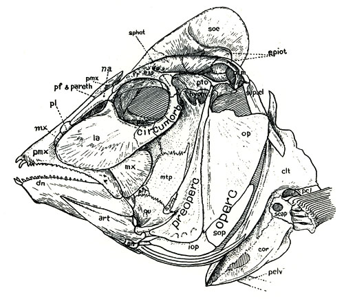 Skull of Labridae (<em>Lachnolaimus maximus</em>)