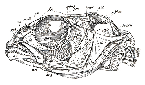 Crâne de Malacanthidae (<em>Malacanthus parvipinnis</em>)