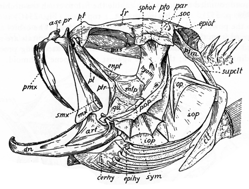 Skull of Ophidiidae (<em>Dicrolene nigra</em>)