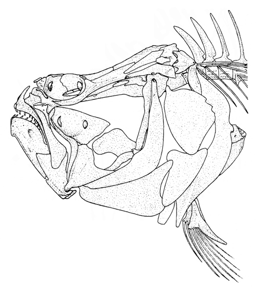 Skull of Paralichthyidae (<em>Citharichthys spilopterus</em>)