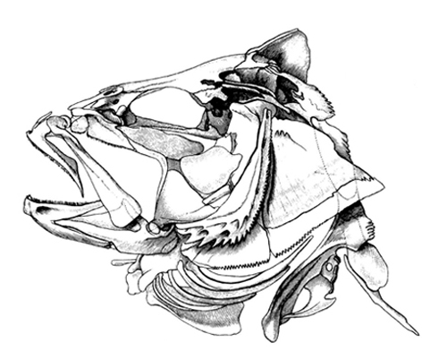 Crâne de Percidae (<em>Perca fluviatilis</em>)