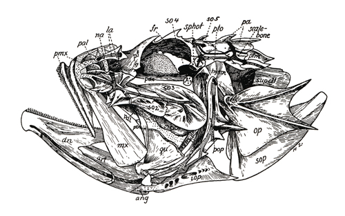 Crâne de Scorpaenidae (<em>Scorpaena scrofa</em>)