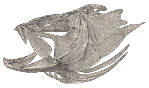 Crâne de Serranidae (<em>Epinephelus itajara</em>)