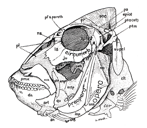 Crâne de Sparidae (<em>Calamus sp.</em>)