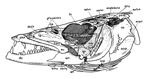 Crâne de Sphyraenidae (<em>Sphyraena barracuda</em>)