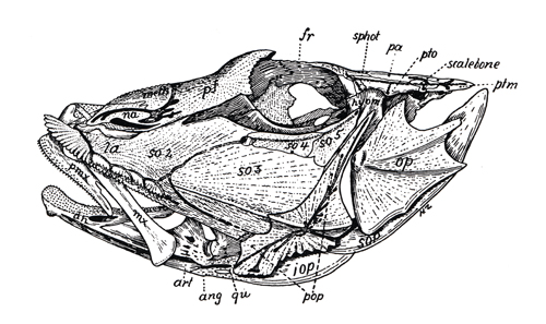 Crâne de Triglidae (<em>Chelidonichthys lucerna</em>)